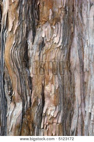 Pine Bark