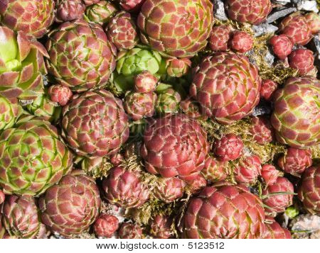 Sempervivum arka plan