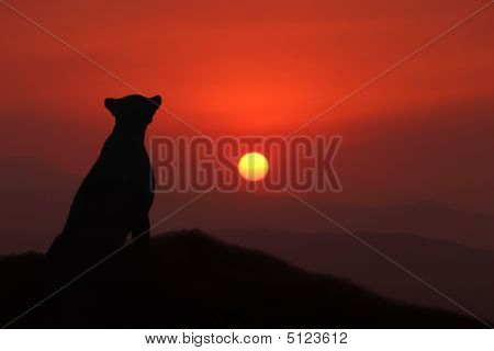 Cheetah i solnedgången