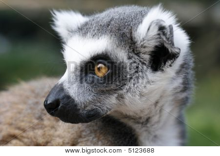 Mono Lemur