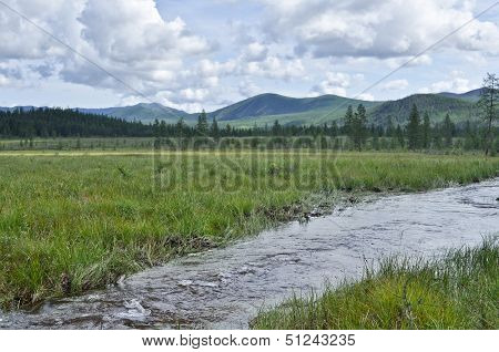 .the Stream Flows Through The Swamp.