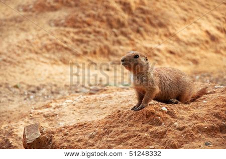 Prairie Dog