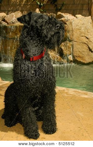 Kerry Blue Terrier Dog Outdoors Sitting by Water Fall