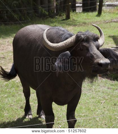 Buffalo