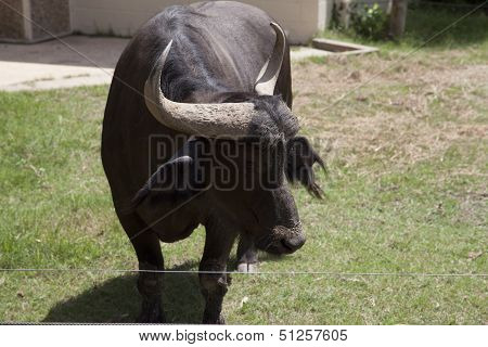 Buffalo