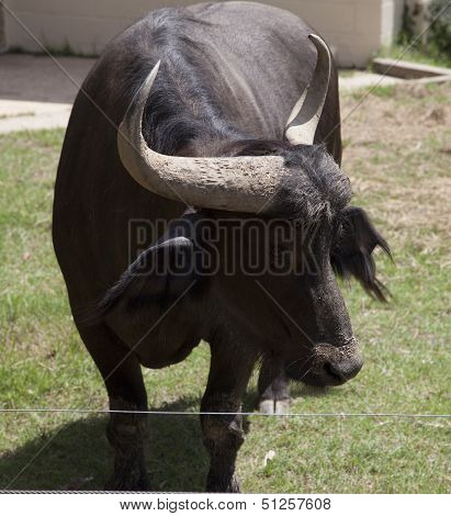 Buffalo