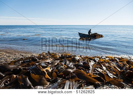 Harvesting of seaweed kelp from a boat out to sea. Russia. Japan sea.