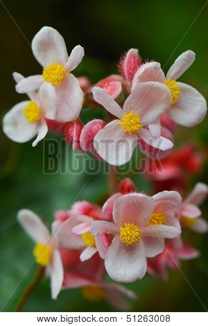 Begonia