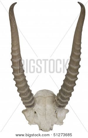 Saiga Horn