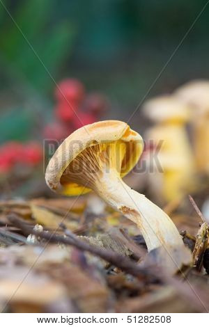 mushroom formerly Armillaria ostoyae in the forest