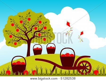 Apple Harvest