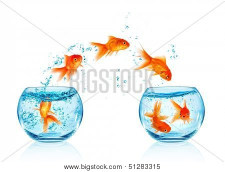 Goldfish jumping out of the aquarium isolated on white background. Search of freedom.