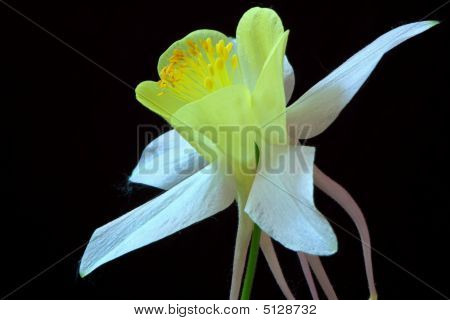 Aquilegia