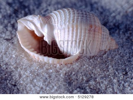 Tonna tessellata