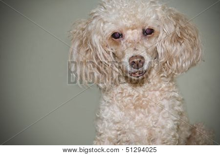 Brown Toy Poodle Portrait