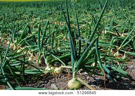 Onions Ready For Harvest
