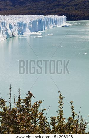 Bird Standing Close To The Perito Moreno Glacier.