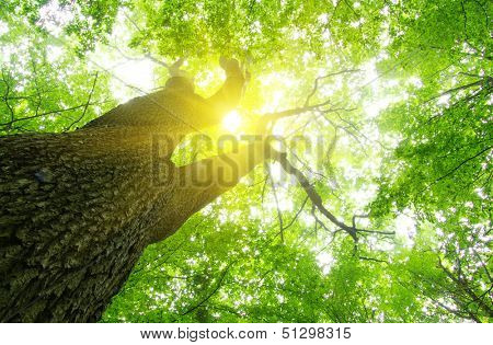 green forest  background in a sunny day
