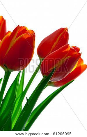Red with yellow tulips