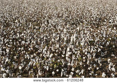 Cotton Farm