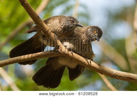 Brown Babblers (turdoides Plebejus) Looking Up From Allopreening