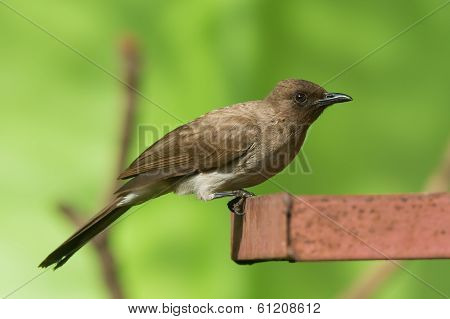 Common Bulbul (pycnonotus Barbatus)