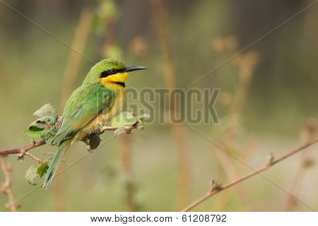 Little Bee-eater (merops Pusillus)