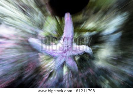 Starfish