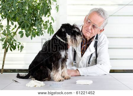 Veterinarian With Dog
