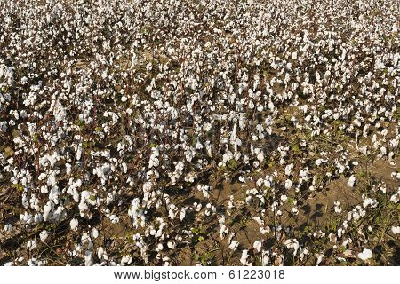 Cotton Farm