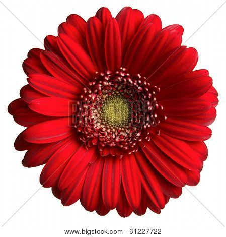 red gerber daisy on white 