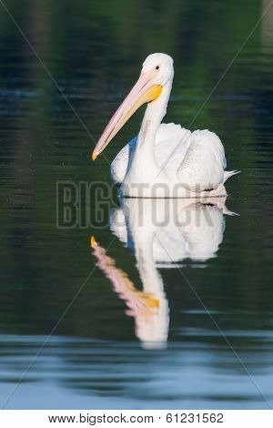 White Pelican (pelecanus Erythrorhynchos)