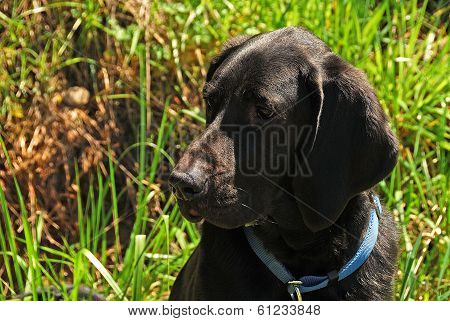 Angus 1Yr