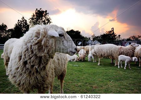 Lamb