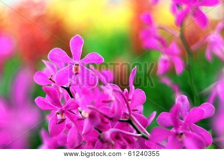 Orchid
