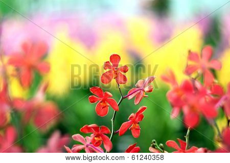 Orchid