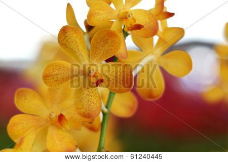 Orchid