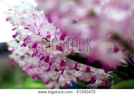 Orchid