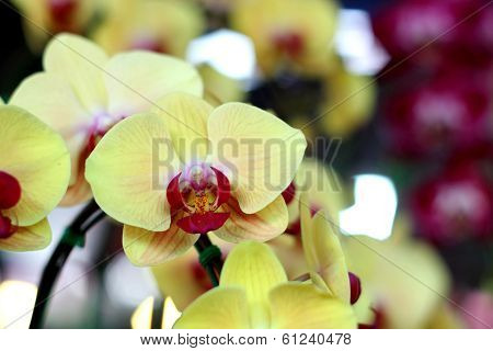 Orchid