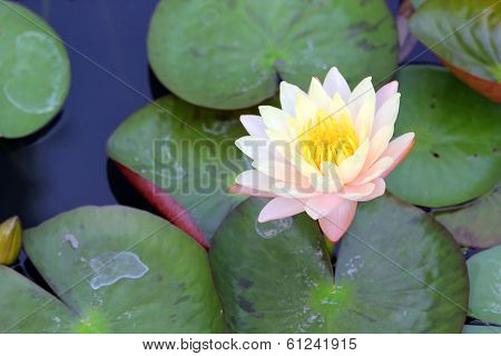 Lotus Flower