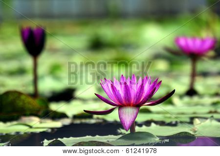 Purple Lotus Flower
