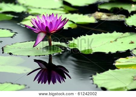 Purple Lotus Flower