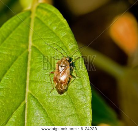 Mirid Bug