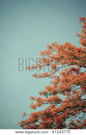 The Flame Trees
