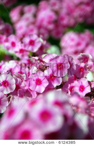 Blomster