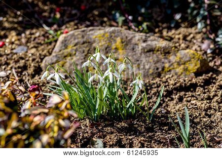 Snowdrop Bloom In Springtime