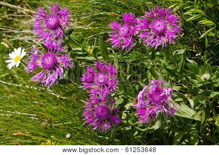 Cornflowers
