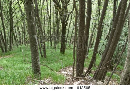 Legno verde lussureggiante