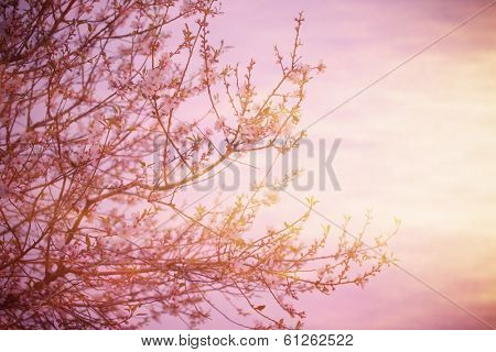 Cherry blossom over pink sunset, blooming fruit tree, natural border, spring season, fresh apple flowers on the twig in the morning, springtime nature, fine art style