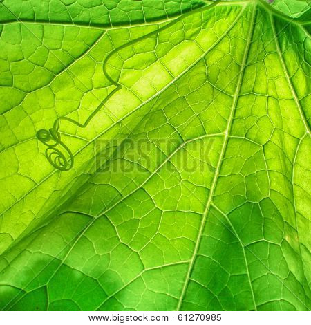 green leaf